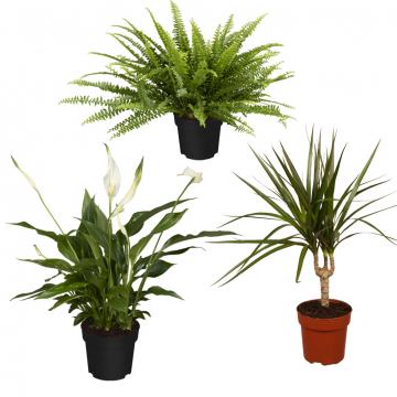 Luftreinigendes Trio