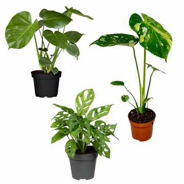 Monstera-Trio