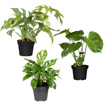 Monstera-Trio
