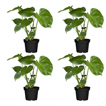 4er-Monstera-Set