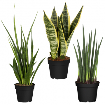 Bogenhanf-Trio