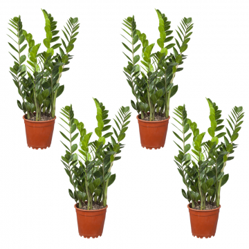 4er-Glücksfeder-Set
