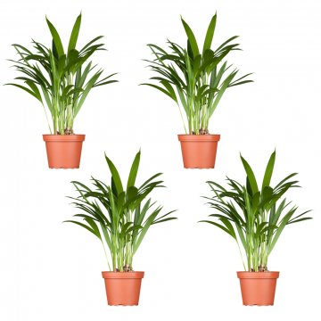 4er-Areca-Set
