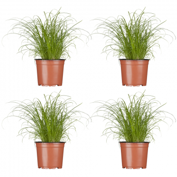 4er-Katzengras-Set