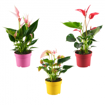 Flamingoblumen-Trio