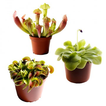 Starter-Set Fleischfressende Pflanzen