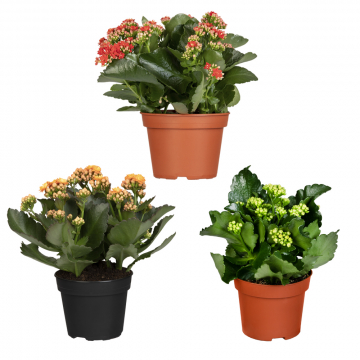 Mini-Pflanzen-Set: Flammendes Käthchen