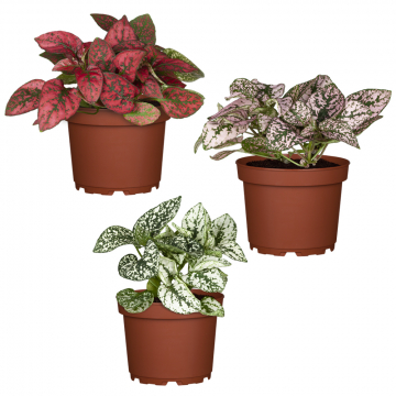 Mini-Pflanzen-Set: Punktblumen