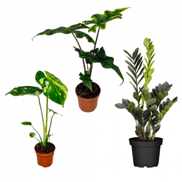 Exotisches Zimmerpflanzen-Set