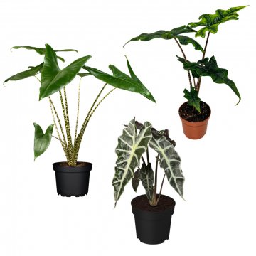 Alocasia-Set