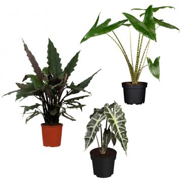 Alocasia-Set