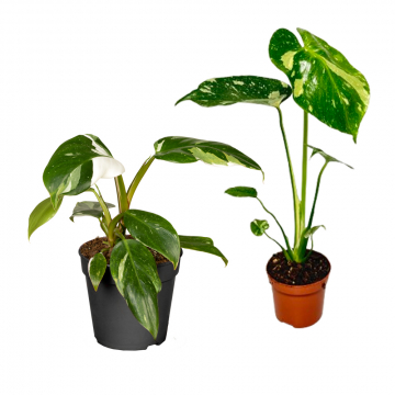 Variegata Pflanzen-Set