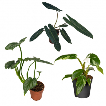 Exotisches Philodendren-Trio