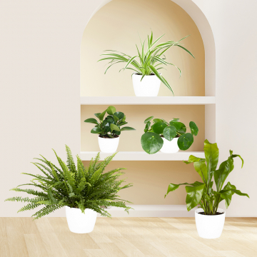 Großes Katzenfreundliches Pflanzen-Set