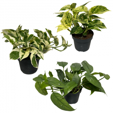 Kleines Efeututen-Set