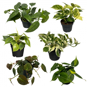 Großes Efeututen-Set