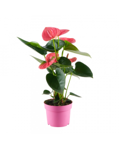 Pinke Flamingoblume Sweet Dream