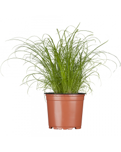 Katzengras