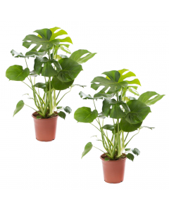 2er-Set Monstera XL