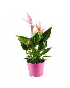 Flamingoblume Lilli