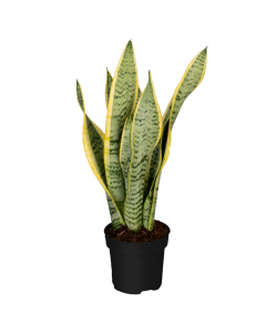 Bogenhanf L