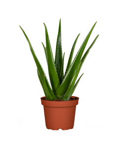 Gro&szlig;e Aloe Vera