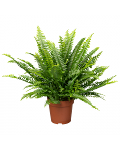 Großer Schwertfarn Green Lady