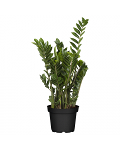 XL Glücksfeder Zamiifolia