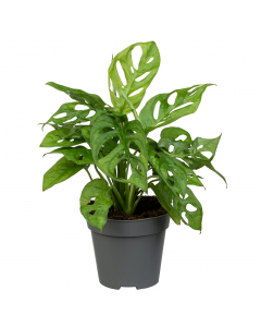 Fensterblatt Andansonii