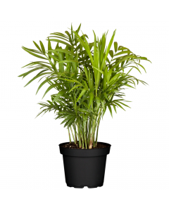 Bergpalme