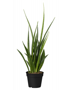 Bogenhanf Kirkii