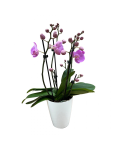 Orchidee MaRie Liliana Seitenansicht Rosa