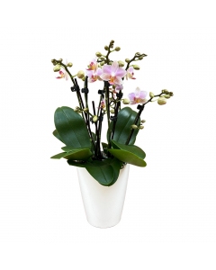 Orchidee MaRie Roseberry Weiß Rosa Frontansicht