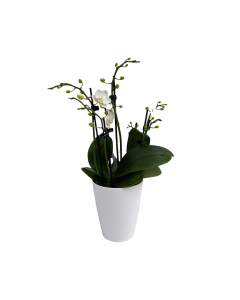 Orchidee MaRie ShowTime Frontansicht