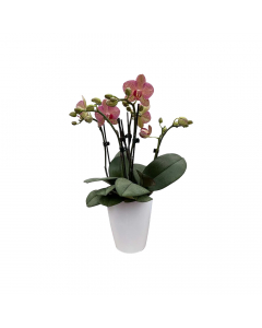 Orchidee MaRie Orange Muster