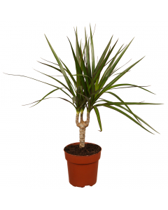 Drachenbaum Marginata