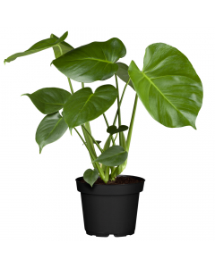  Fensterblatt Deliciosa