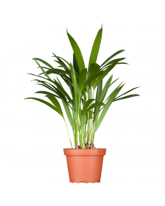 Große Goldfruchtpalme