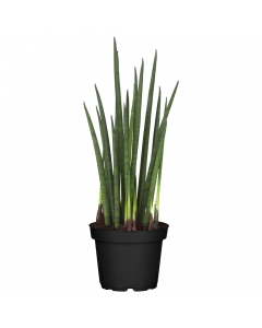 Zylindrischer Bogenhanf Cylindrica Straight