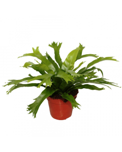 Hirschzungenfarn Scolopendrium