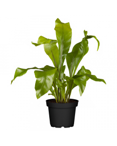 Nestfarn Asplenium Nidus 