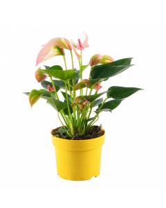 Flamingoblume Matata