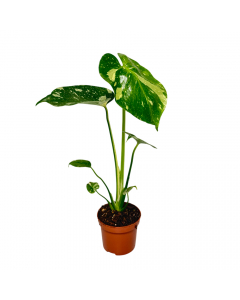 Monstera Thai Constellation S