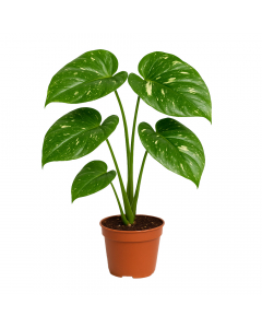 Monstera Thai Constellation M