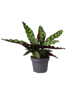 Calathea Lancifolia