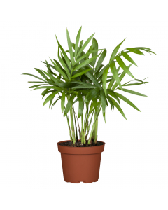 Kentia-Palme M