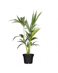 Kentia-Palme L