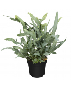 Goldtüpfelfarn / Blaufarn