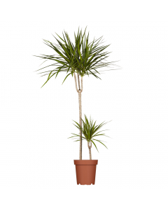 Drachenbaum XL