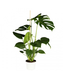 Monstera Deliciosa XL